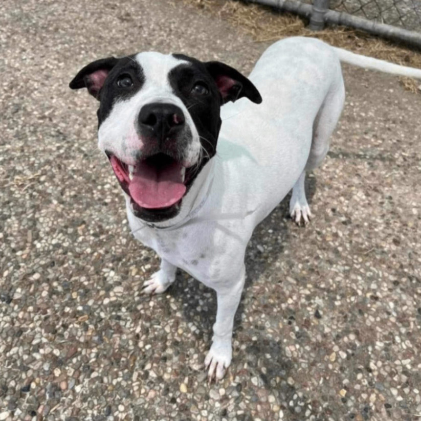 Baylin — thumbnail 3