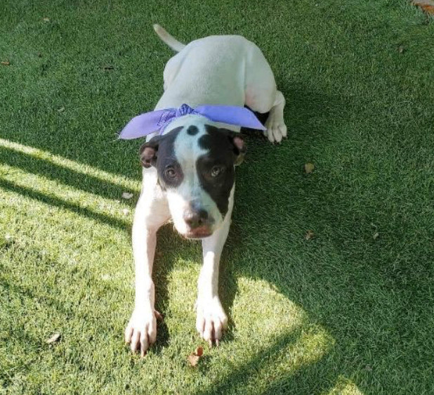 Baylin — thumbnail 4