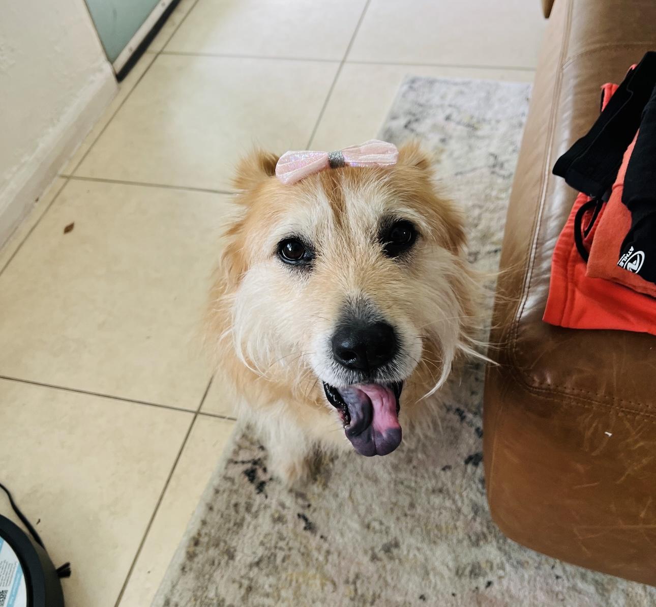 Millie (loves belly rubs)