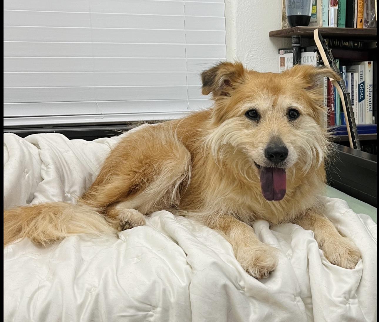 Millie (loves belly rubs)