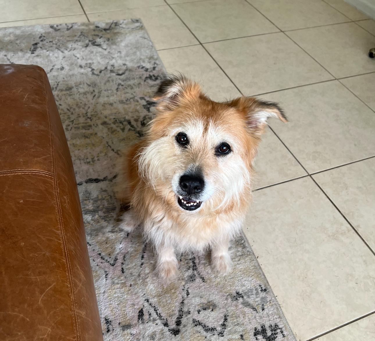 Millie (loves belly rubs)