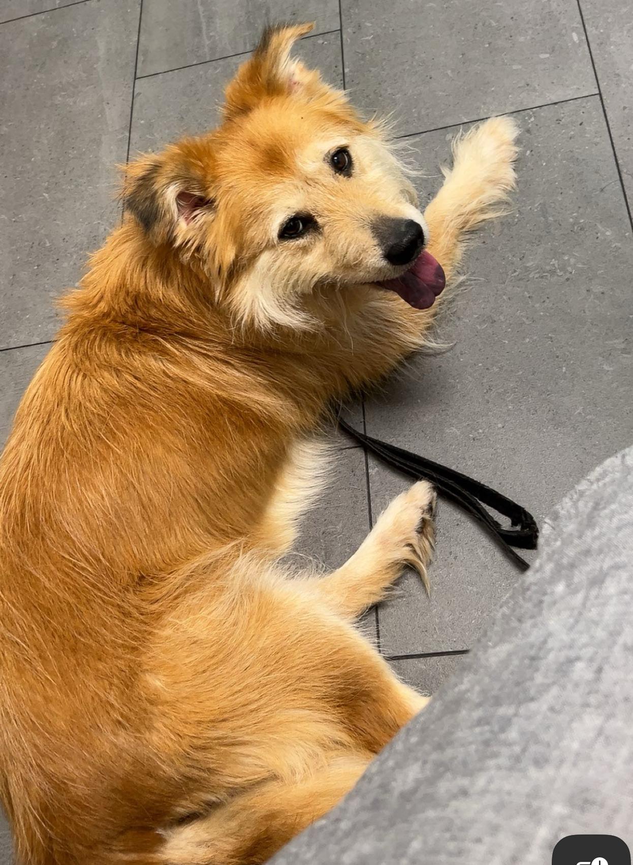 Millie (loves belly rubs)