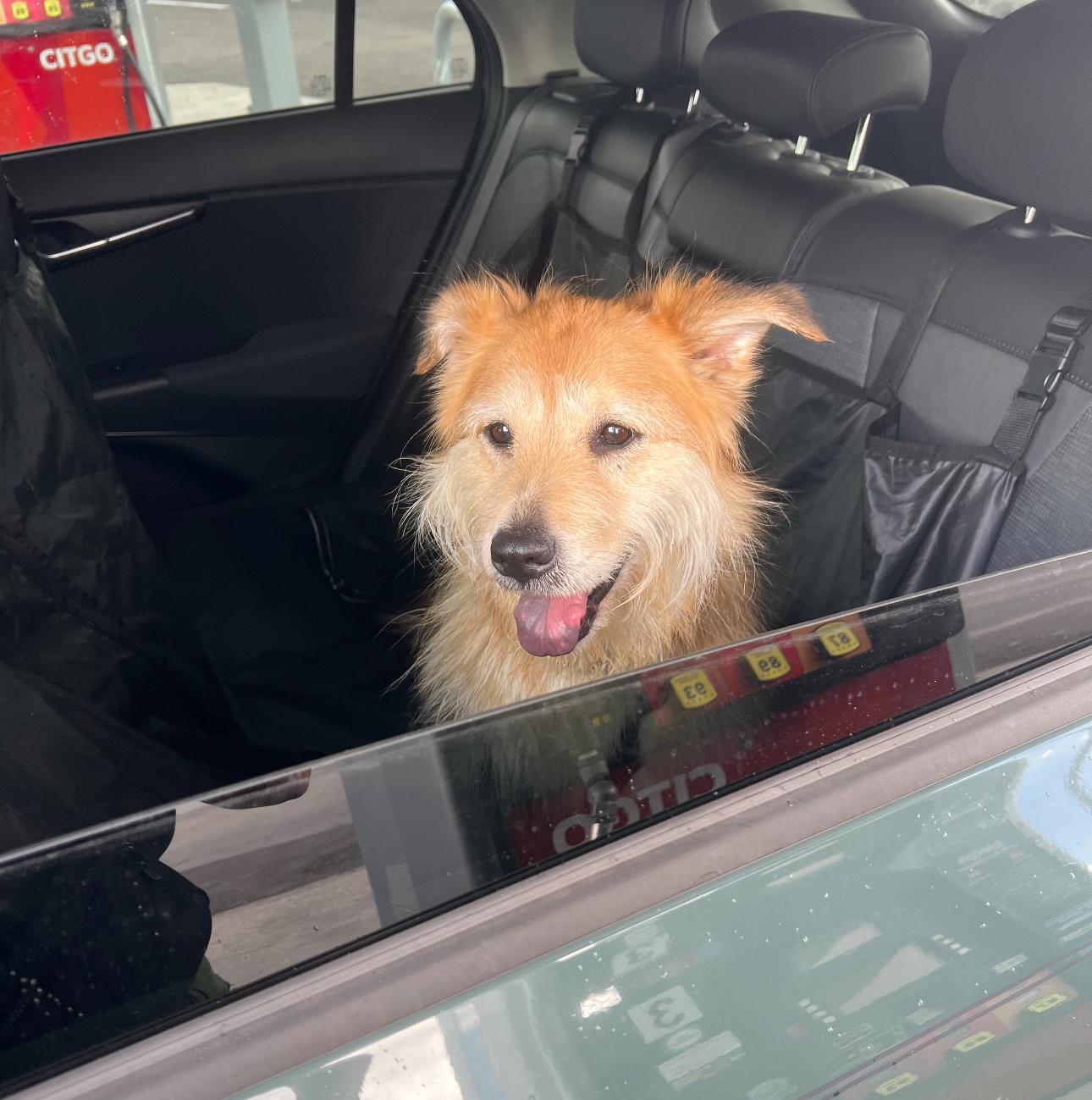 Millie (loves belly rubs)