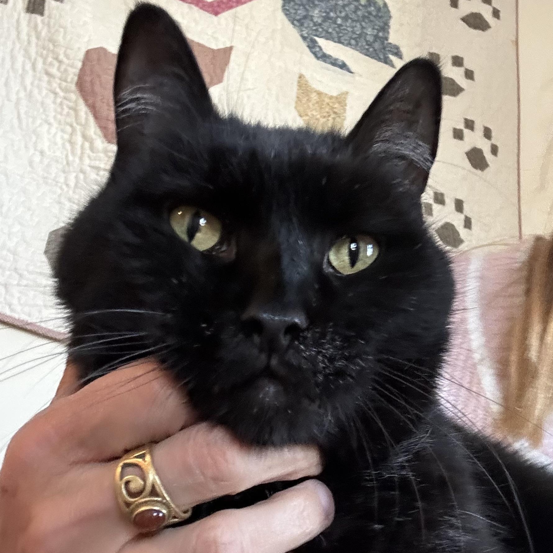 Cobb in Colorado, a ADOPTABLE Manx in Boulder, CO image 6/6