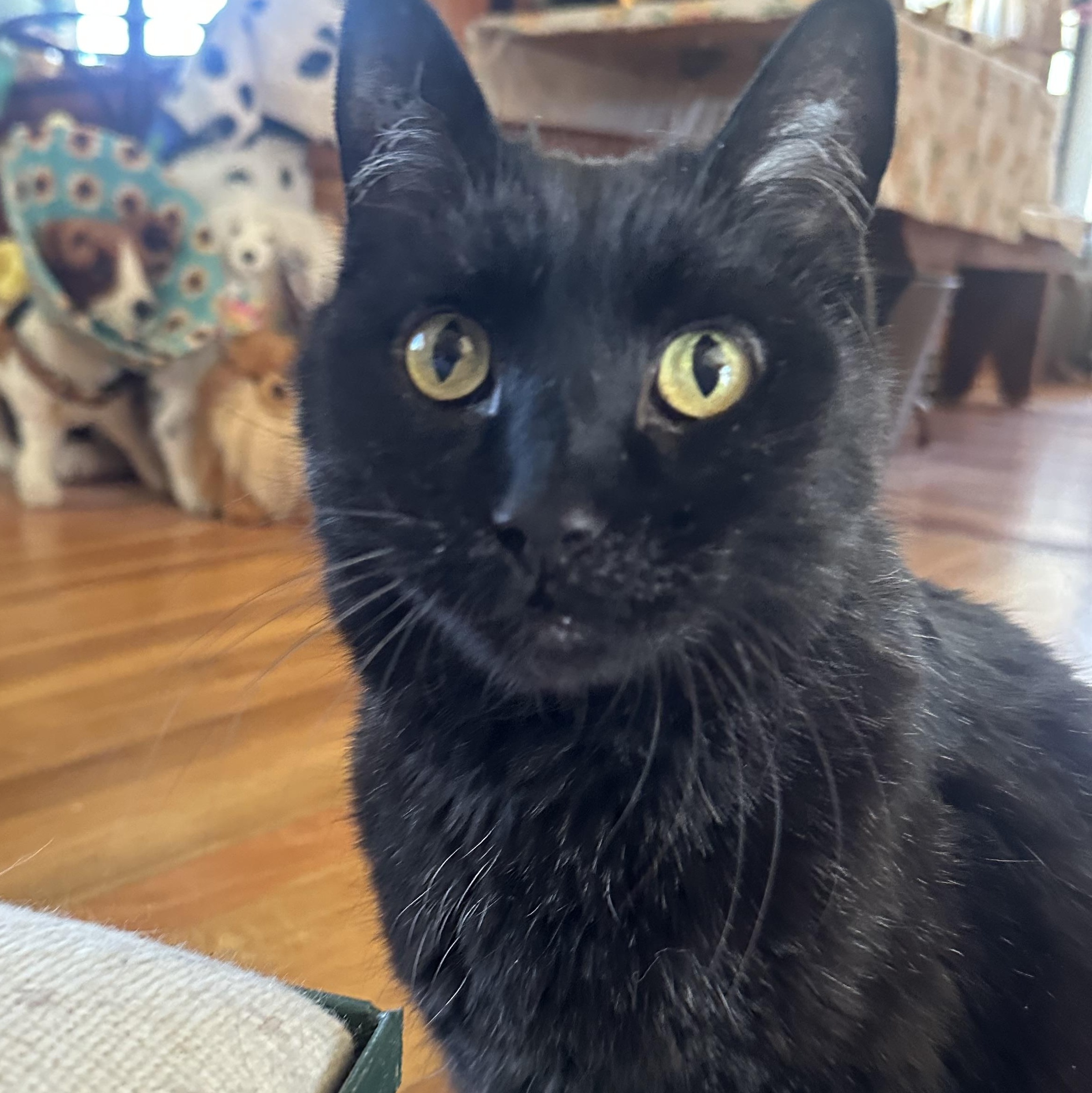 Cobb in Colorado, a ADOPTABLE Manx in Boulder, CO image 4/6