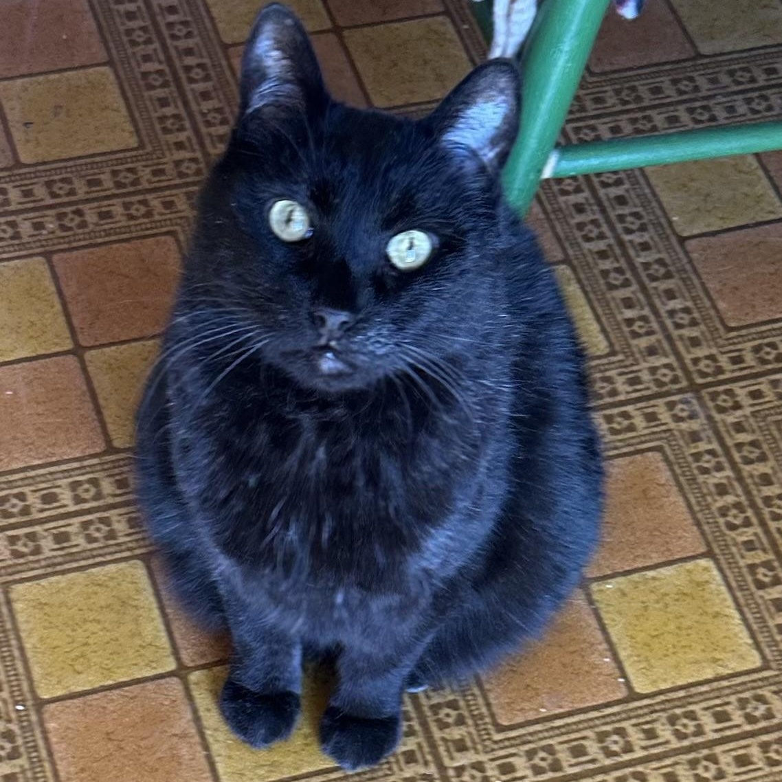 Cobb in Colorado, ADOPTABLE, Senior Male Manx.