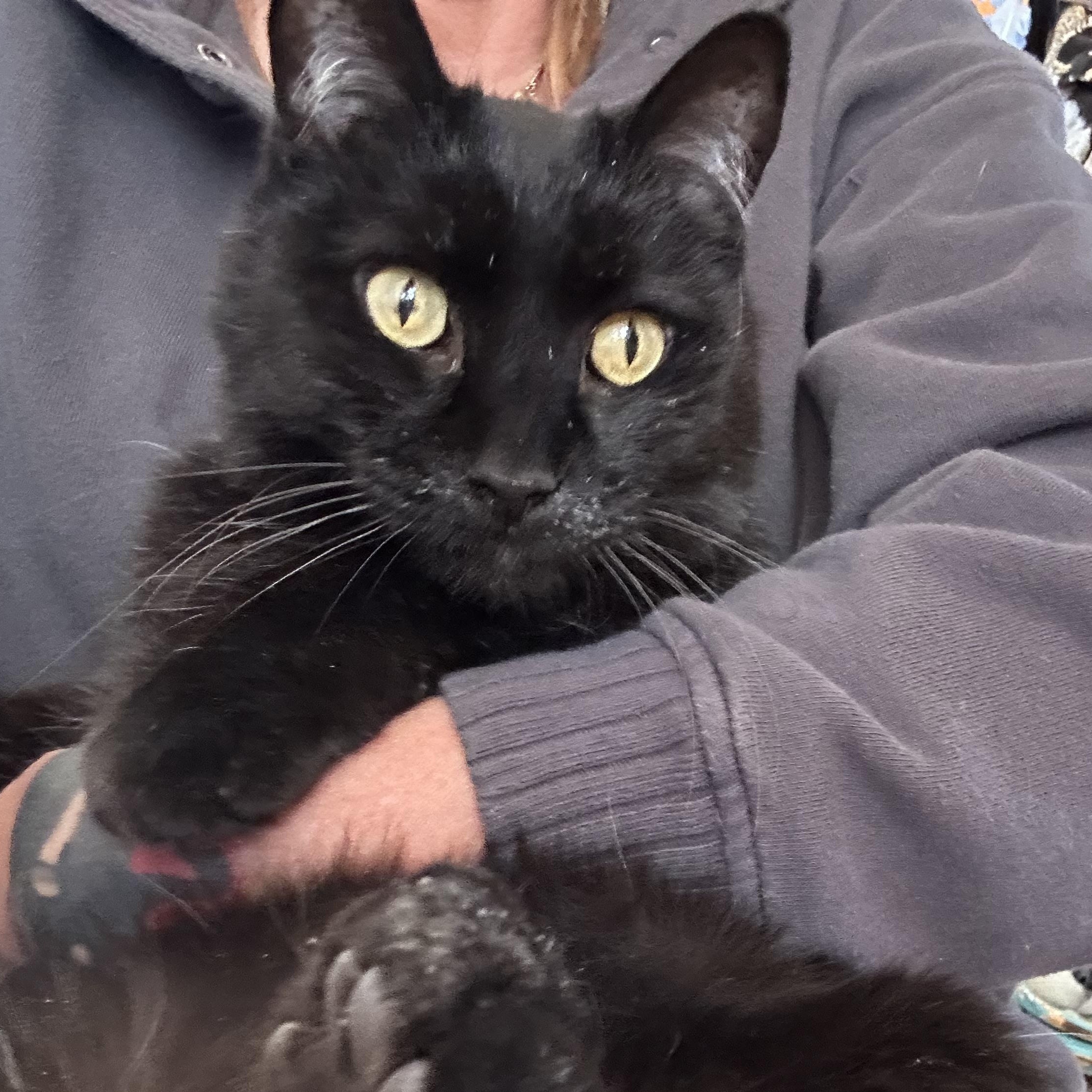 Cobb in Colorado, a ADOPTABLE Manx in Boulder, CO image 2/6