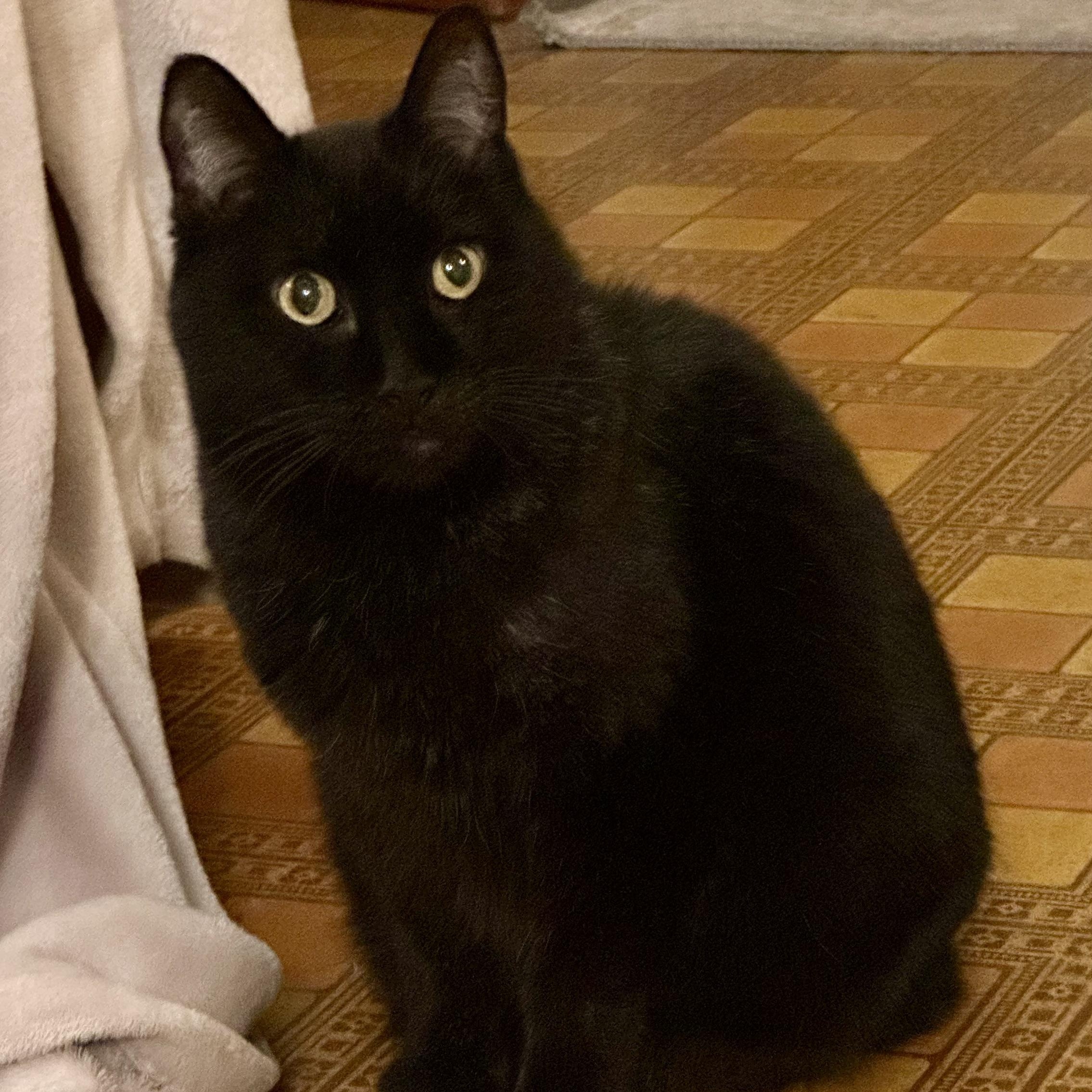 Cobb in Colorado, a ADOPTABLE Manx in Boulder, CO image 5/6