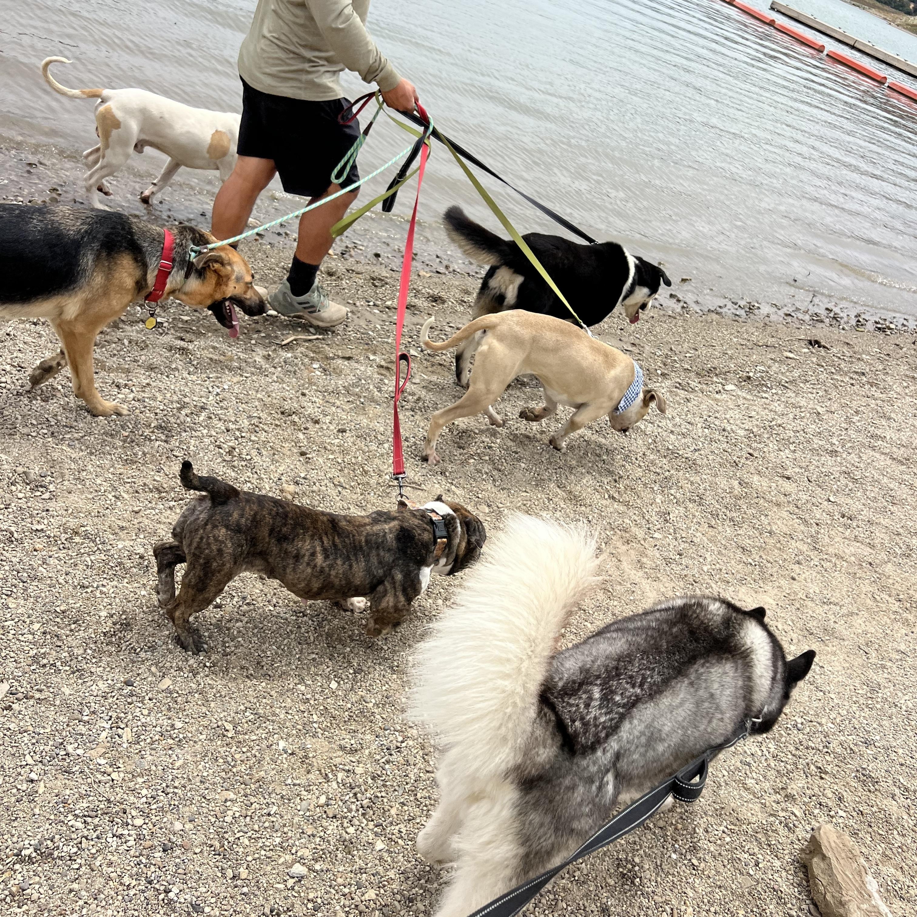 Enlarge Sweetie, a Adoptable mixed breed in Valley Village, CA image 6/6