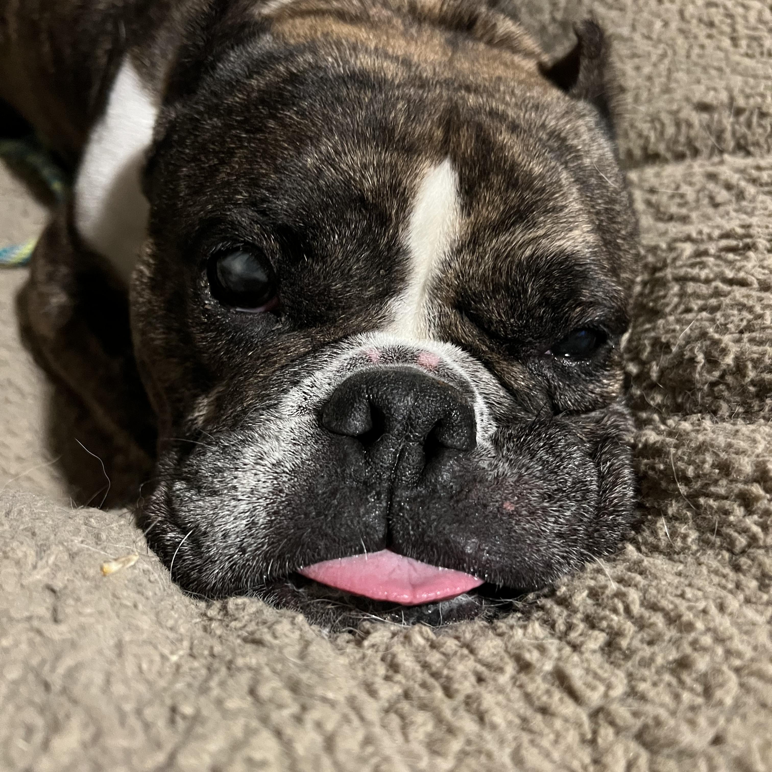 Enlarge Sweetie, a Adoptable mixed breed in Valley Village, CA image 2/6