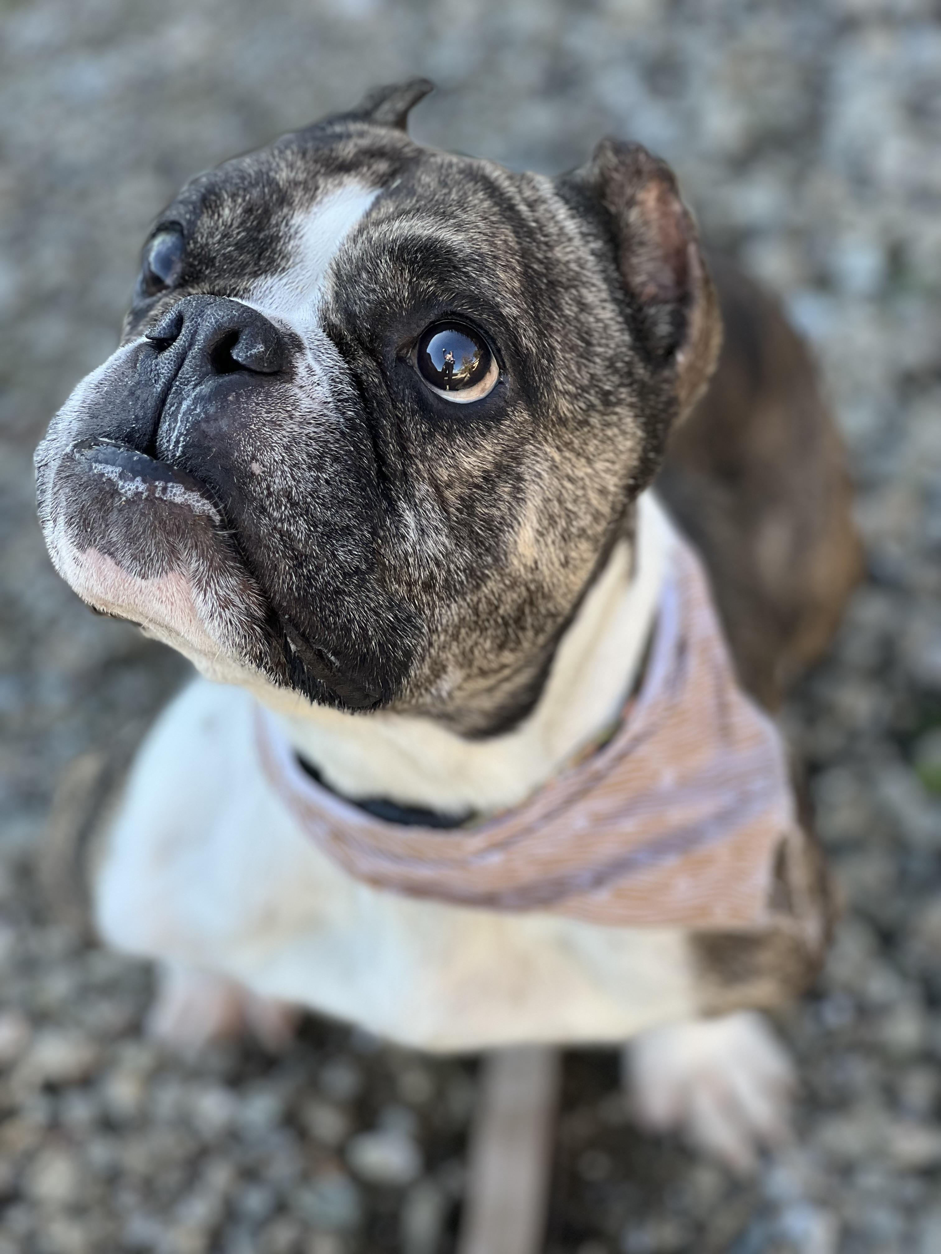 Sweetie, Adoptable, Adult Female American Bulldog & French Bulldog.