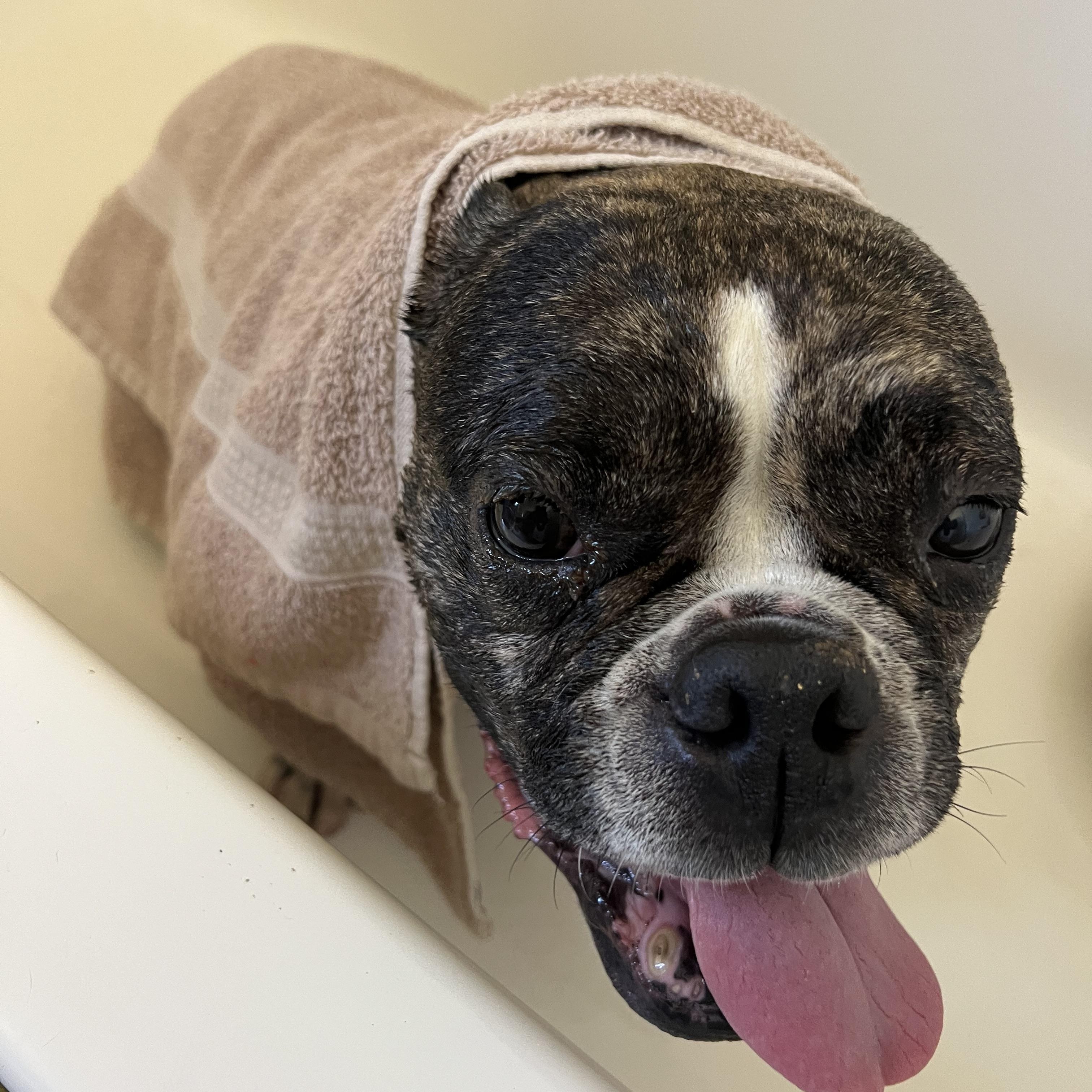 Enlarge Sweetie, a Adoptable mixed breed in Valley Village, CA image 5/6