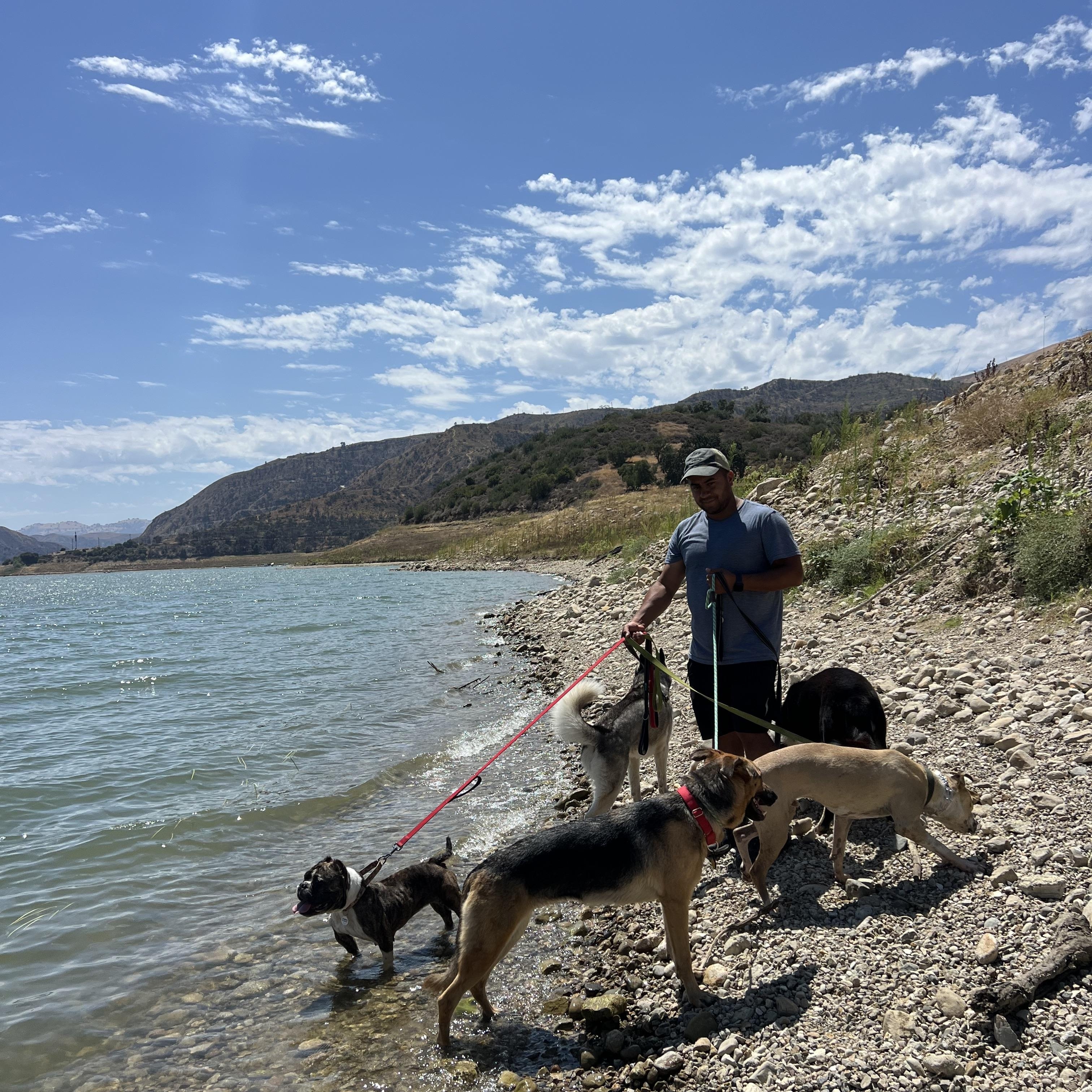 Enlarge Sweetie, a Adoptable mixed breed in Valley Village, CA image 4/6