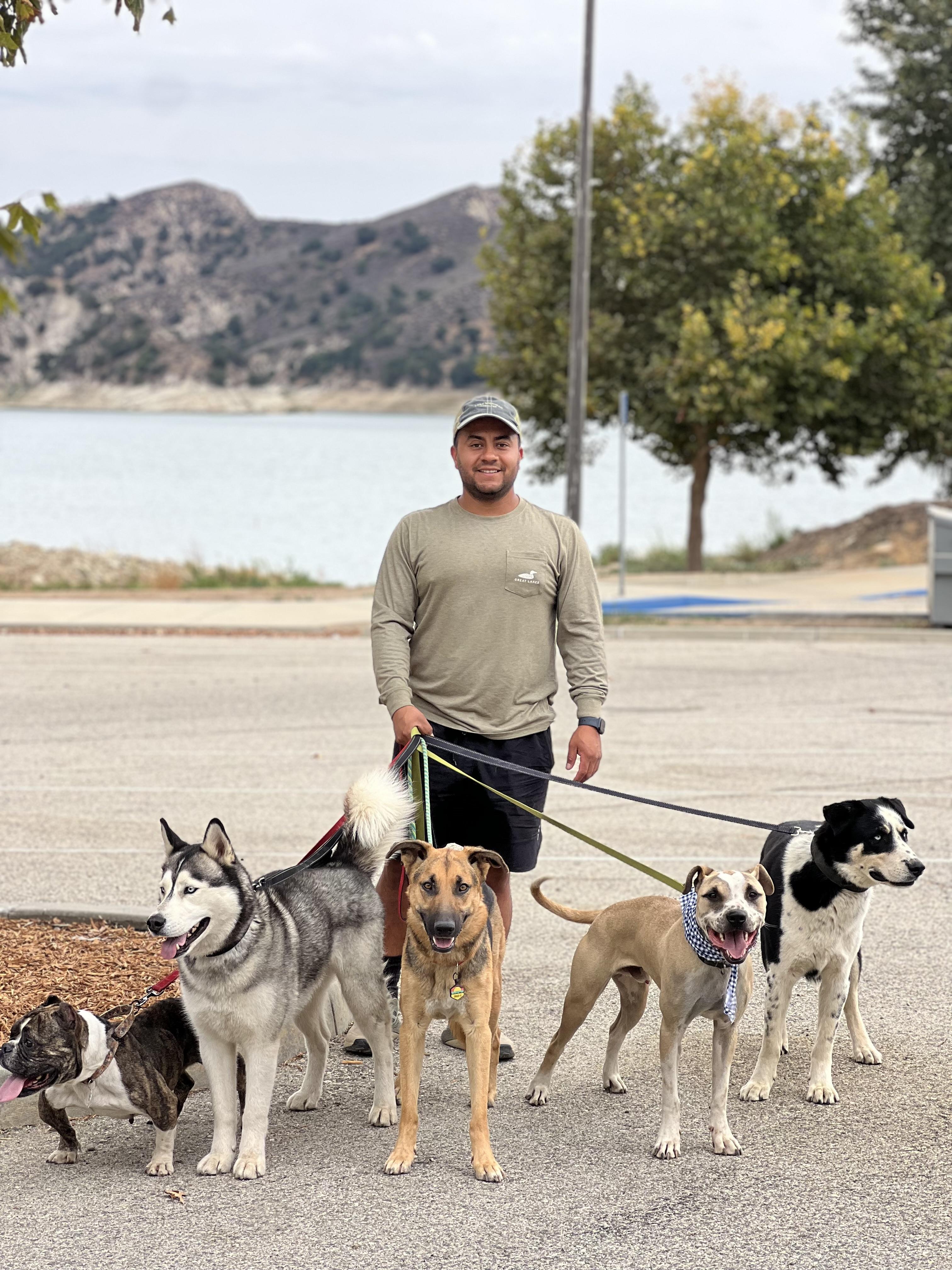 Enlarge Sweetie, a Adoptable mixed breed in Valley Village, CA image 3/6