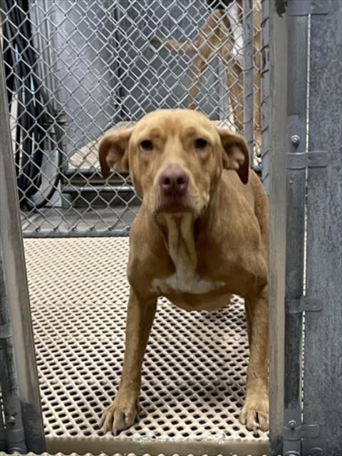 A524427, Adoptable, Adult Female Pit Bull Terrier & Mixed Breed.
