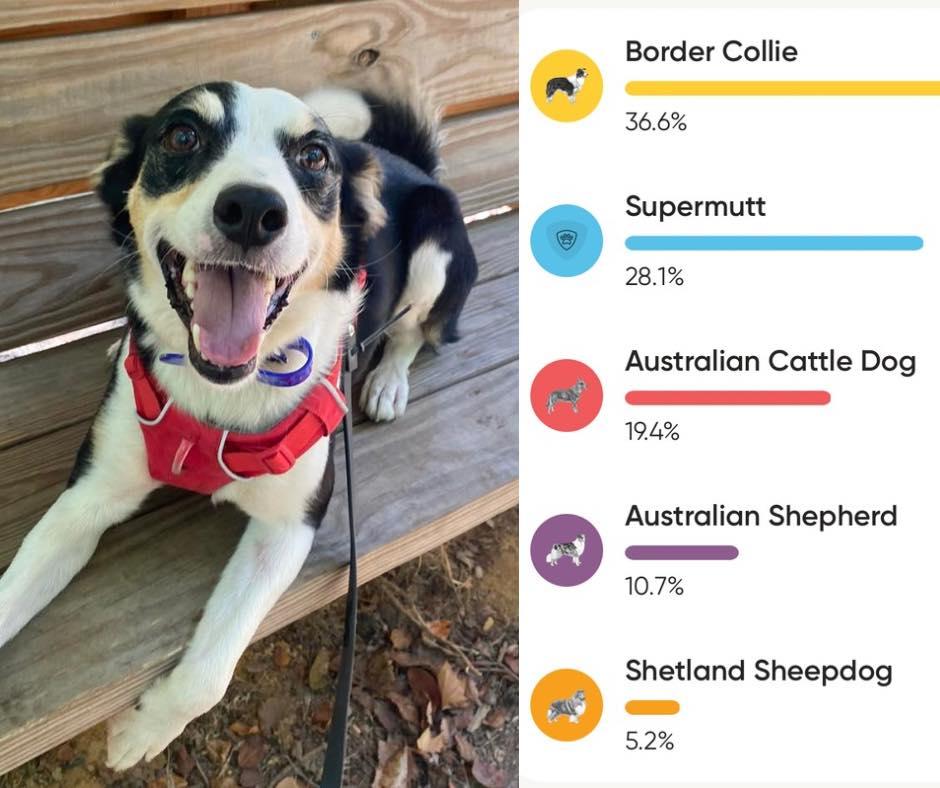 Pixel, adopted, Adult Male Border Collie & Australian Shepherd.