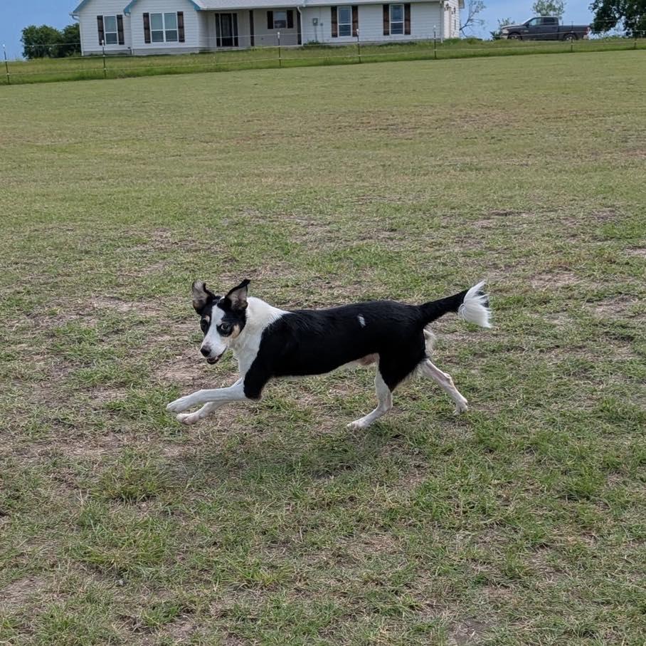 Enlarge Pixel, an adopted mixed breed in Lytle, TX image 2/5