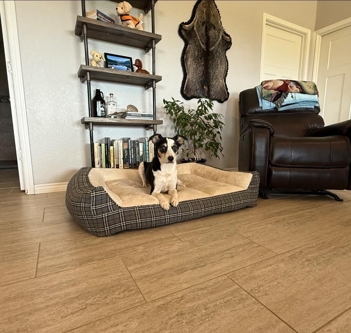 Enlarge Pixel, an adopted mixed breed in Lytle, TX image 3/5