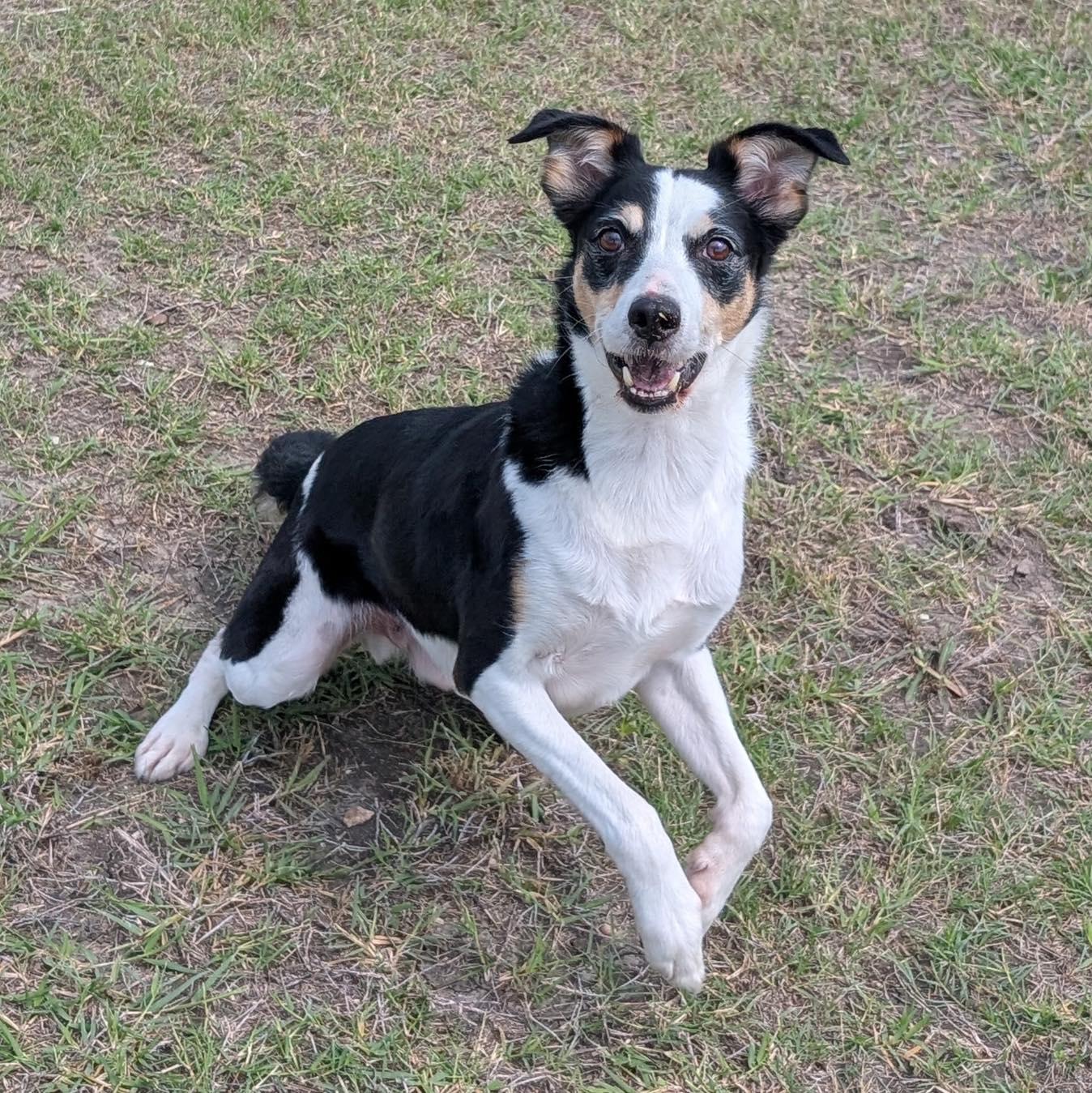 Enlarge Pixel, an adopted mixed breed in Lytle, TX image 4/5