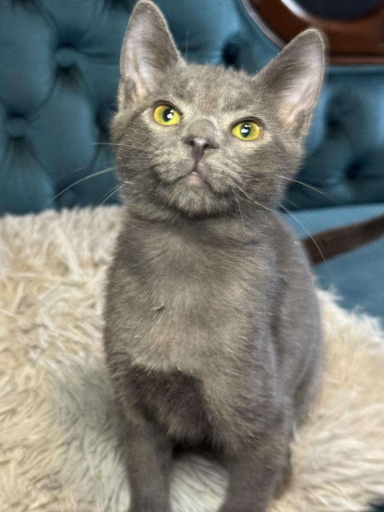 Samhain, an adopted Domestic Short Hair in Avoca, PA image 1/2