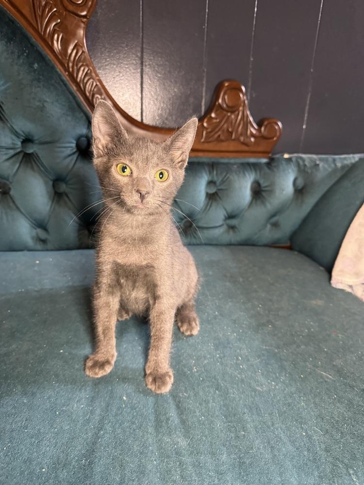 Samhain, an adopted Domestic Short Hair in Avoca, PA image 2/2