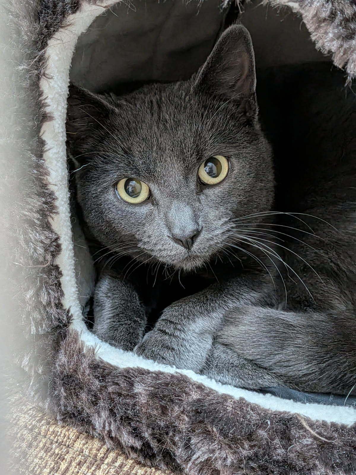 Greydon, an adoptable Domestic Short Hair in wetaskiwin, AB, t9a 2j4 | Photo Image 1