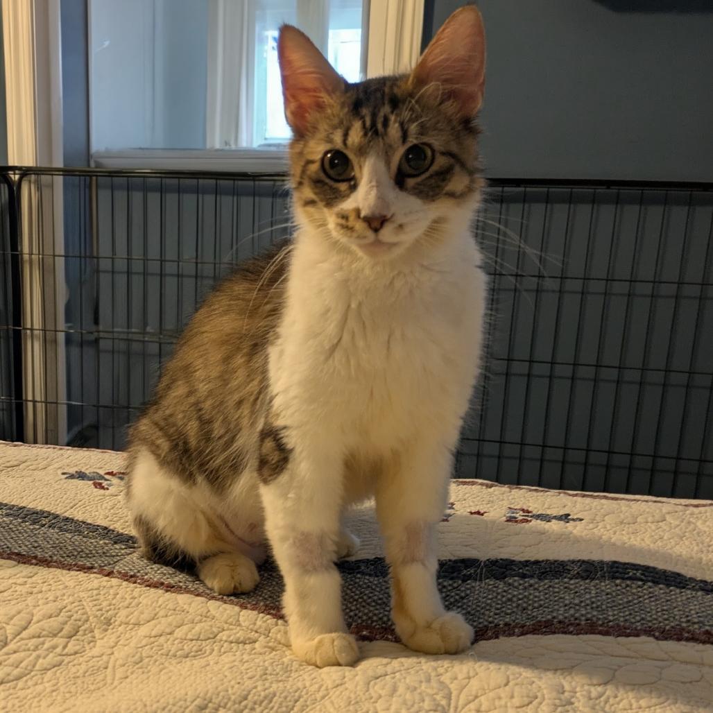 Sparkles, a Adoptable Domestic Short Hair in Buffalo, MN image 1/3