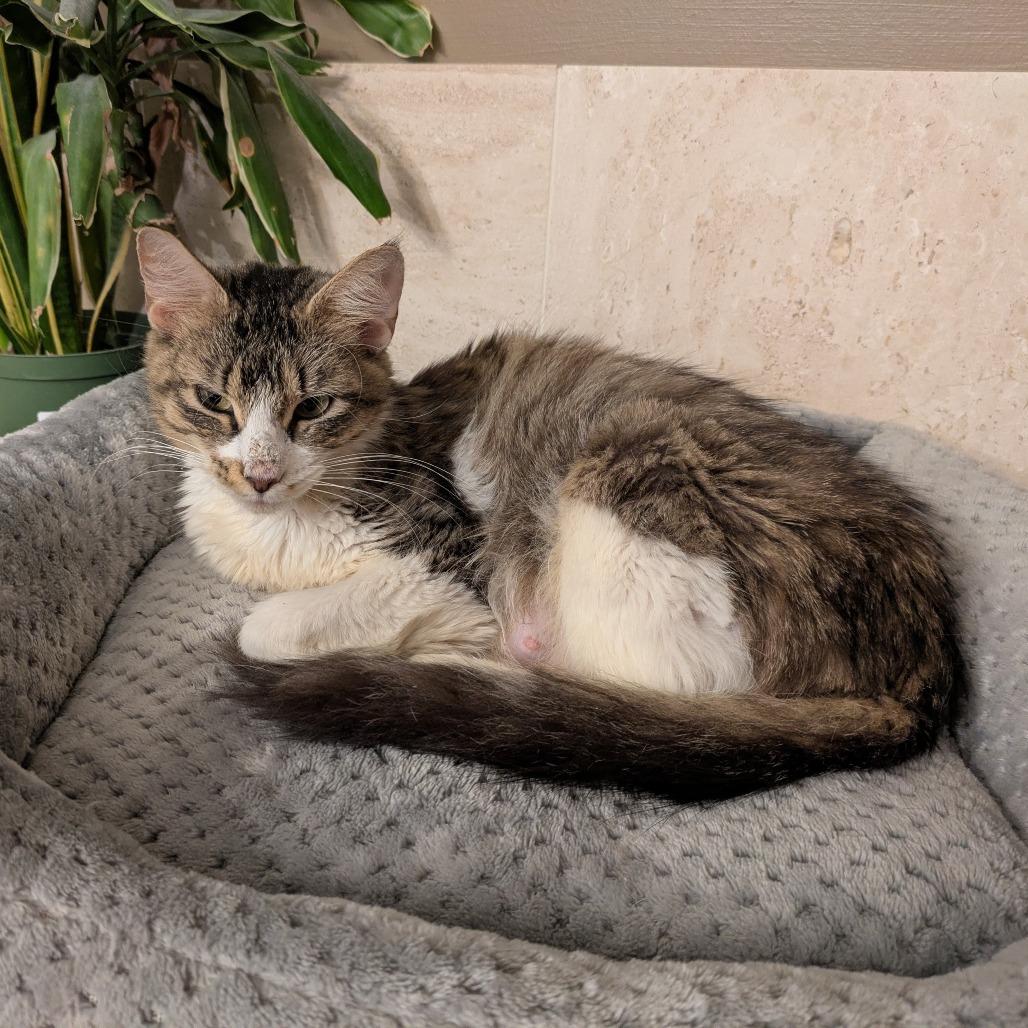 Sparkles, a Adoptable Domestic Short Hair in Buffalo, MN image 2/3