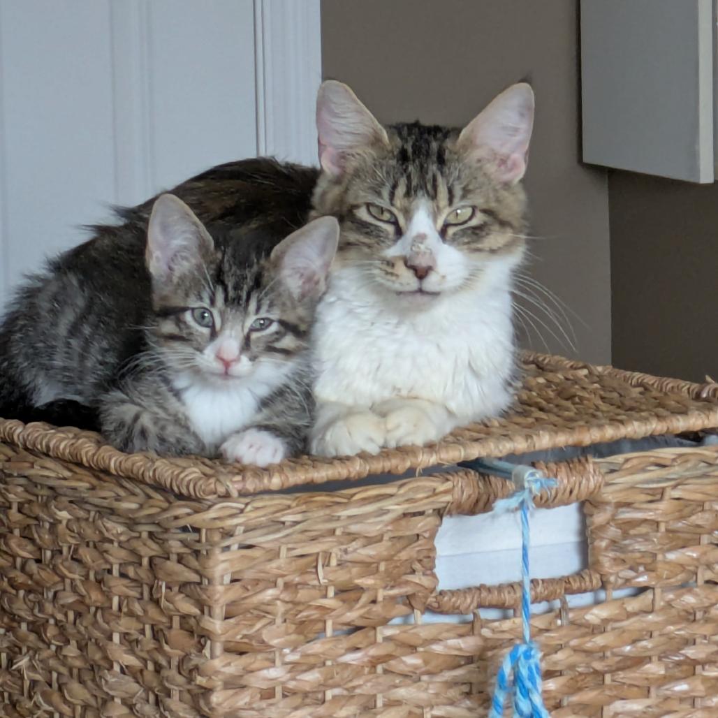 Sparkles, a Adoptable Domestic Short Hair in Buffalo, MN image 3/3