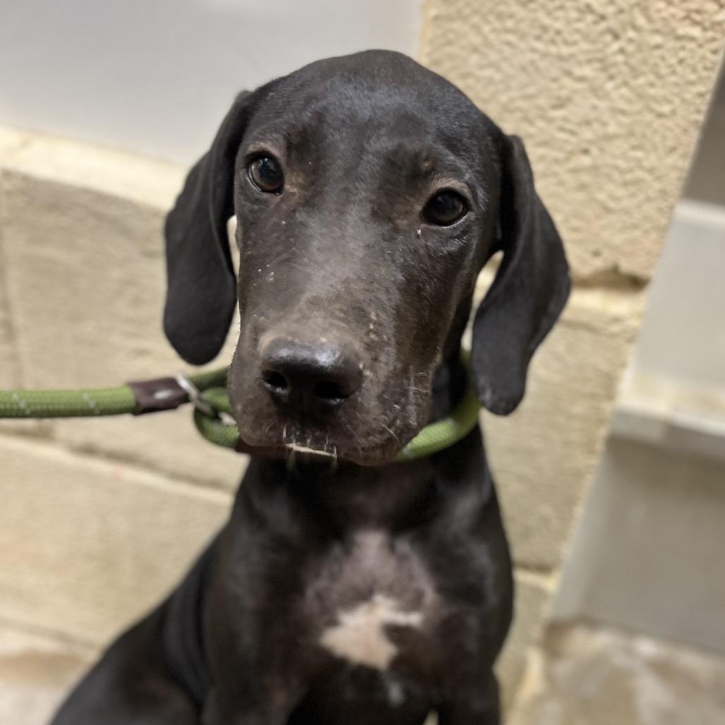 Draco, Adoptable, Puppy Male Cane Corso & Mixed Breed.
