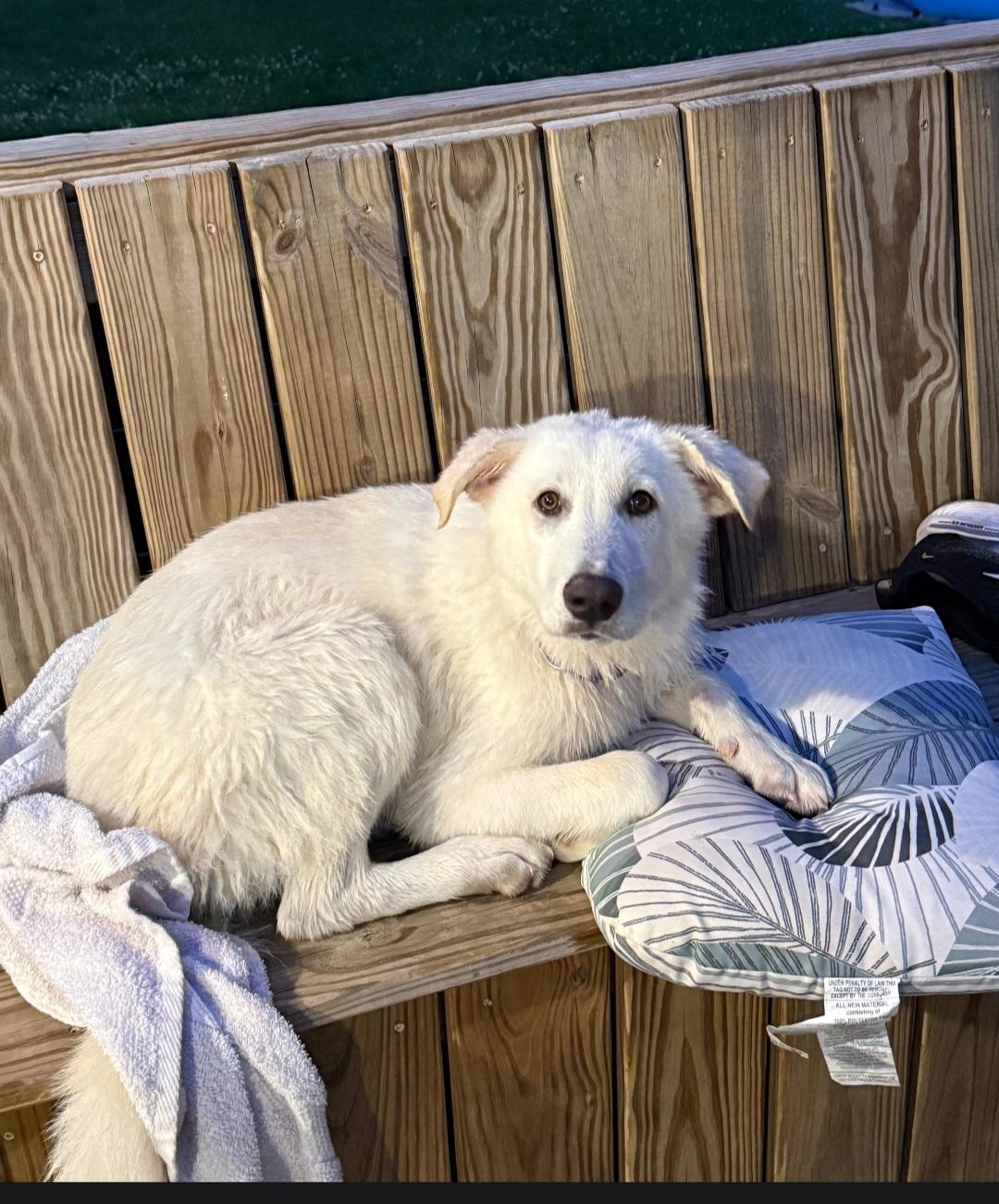 Lilly Beth, Adopted, Puppy Female Great Pyrenees.