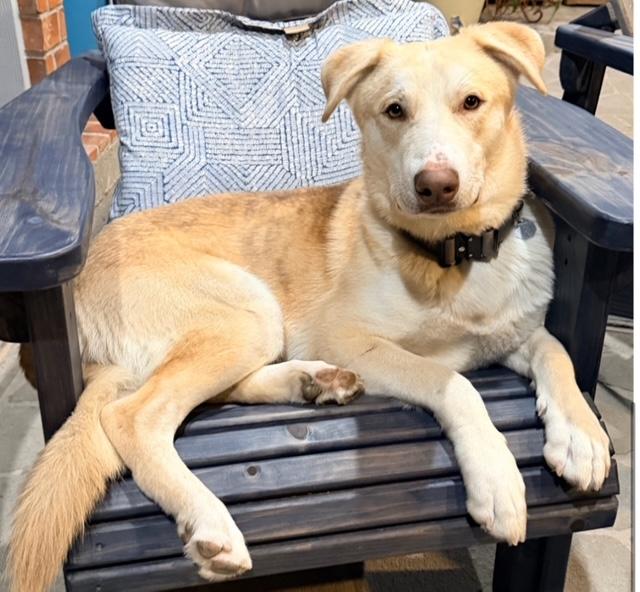 Loki, a Adoptable mixed breed in Cypress, TX image 1/5