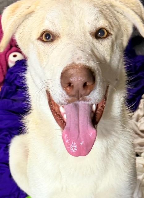 Loki, a Adoptable mixed breed in Cypress, TX image 2/5