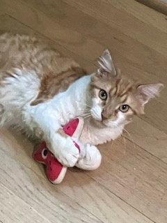 Lucas, Adoptable, Young Male Manx.