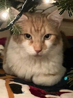 Enlarge Lucas, a Adoptable Manx in Pittsboro, NC image 1/3