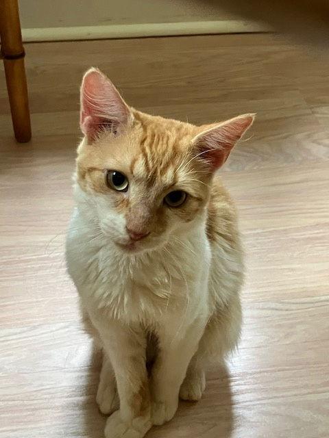 Enlarge Lucas, a Adoptable Manx in Pittsboro, NC image 2/3