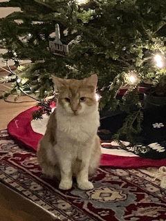 Enlarge Lucas, a Adoptable Manx in Pittsboro, NC image 3/3