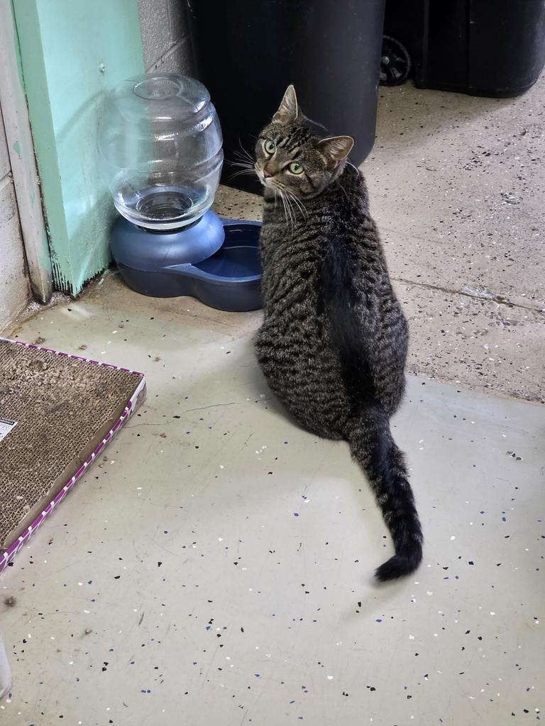 Maggie, Adoptable, Young Female Domestic Short Hair.