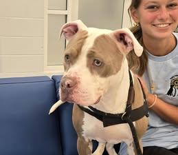 Enlarge Dottie, a Adoptable Pit Bull Terrier in Maidens, VA image 1/5