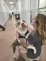 Enlarge Dottie, a Adoptable Pit Bull Terrier in Maidens, VA image 2/5