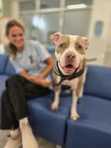 Enlarge Dottie, a Adoptable Pit Bull Terrier in Maidens, VA image 3/5