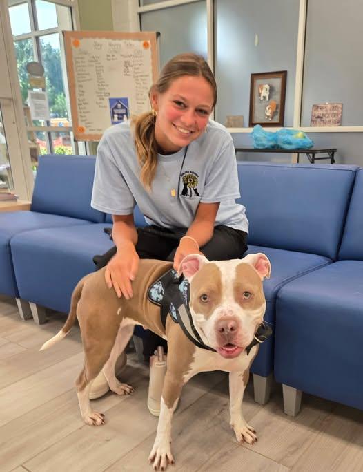 Enlarge Dottie, a Adoptable Pit Bull Terrier in Maidens, VA image 5/5