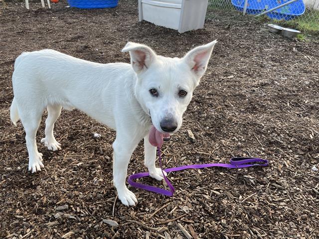 Enlarge BOBBY, a Adoptable mixed breed in McKinleyville, CA image 1/1
