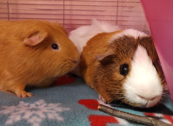 Otis, Adoptable, Young Male Guinea Pig.