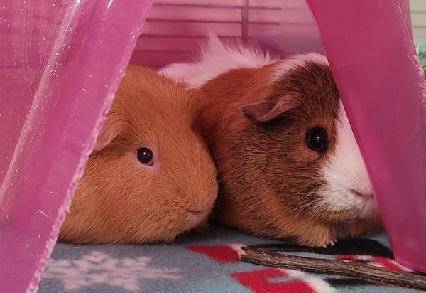 Enlarge Otis, a Adoptable mixed breed in Vancouver, WA image 2/5