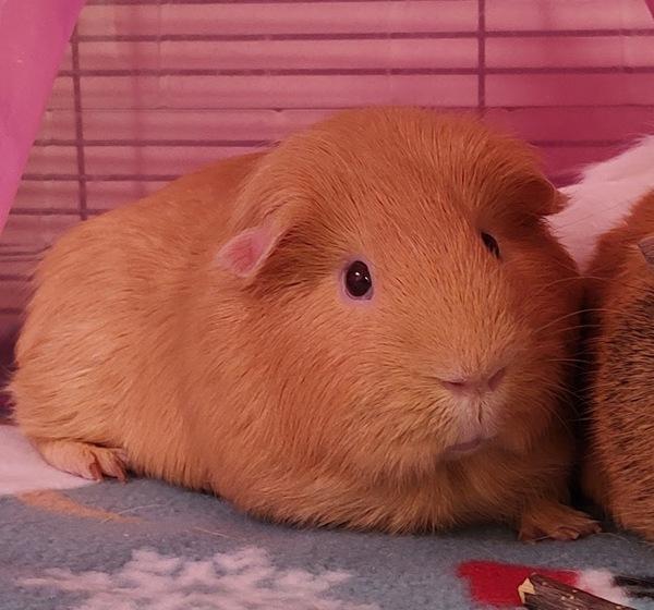 Enlarge Otis, a Adoptable mixed breed in Vancouver, WA image 4/5