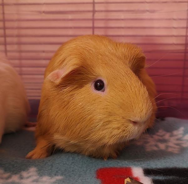 Enlarge Otis, a Adoptable mixed breed in Vancouver, WA image 5/5