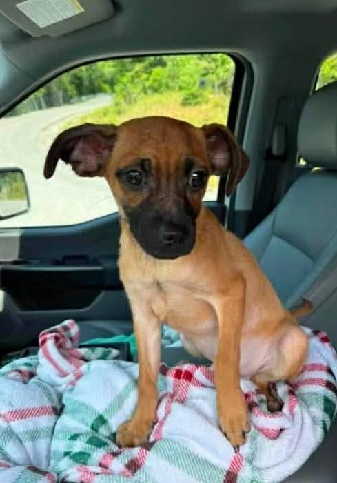 Dexter, Adoptable, Young Male Mixed Breed.