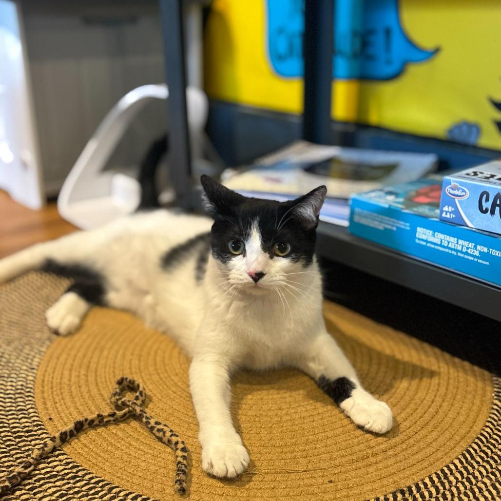 Enlarge Penny, a Adoptable Domestic Short Hair in Stokesdale, NC image 2/2