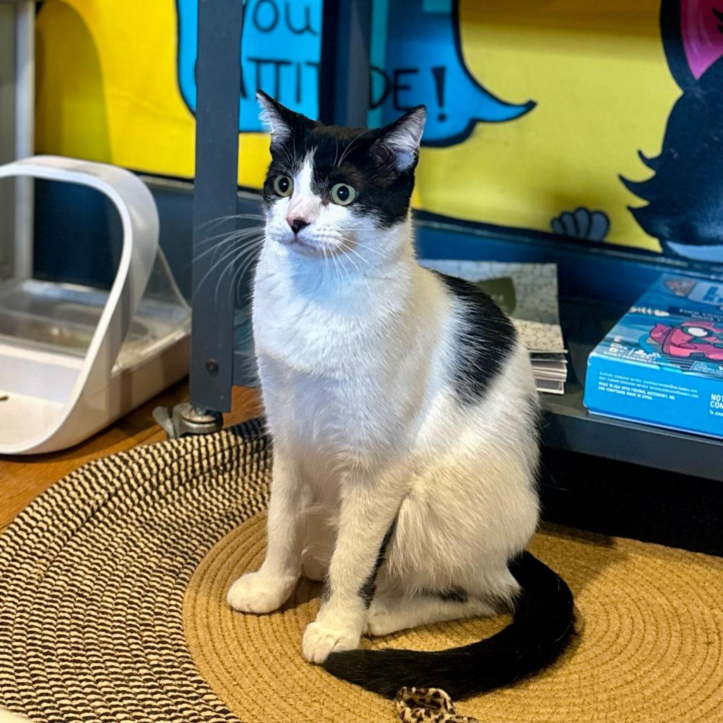 Penny, Adoptable, Young Female Domestic Short Hair.